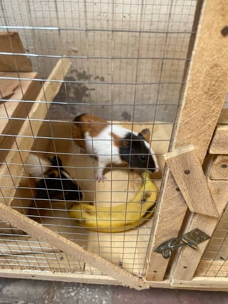 breeder Hamster Pair 5