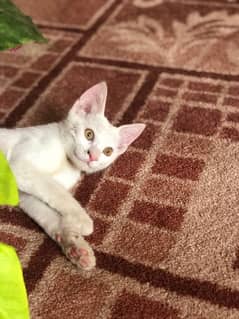 white cat for sale