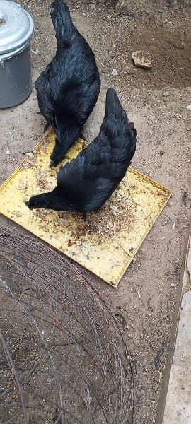 Ayam cemani pair 0