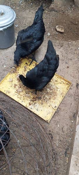 Ayam cemani pair 1