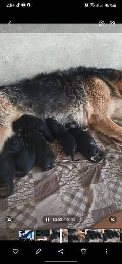 German Shepherd female and 7 puppies top long cort