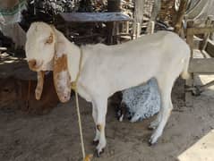 2 bakra achi nasal k for sale , kheera