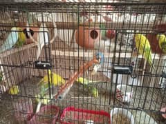 Australian parrots (Budgies) colony available for sale 0