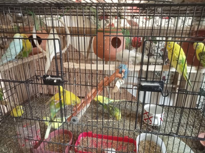 Australian parrots (Budgies) colony available for sale 0