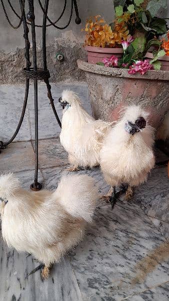 Original Blue silkie Hens 2