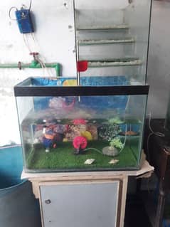 fish aquarium