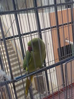 green handtamed talking parrot for sale. . .