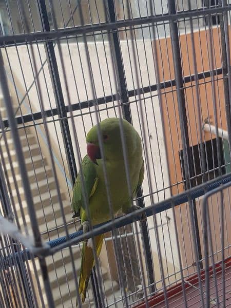 green handtamed talking parrot for sale. . . 0