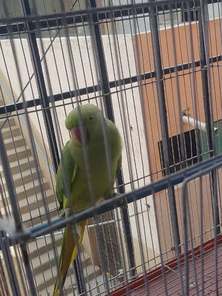 green handtamed talking parrot for sale. . . 1