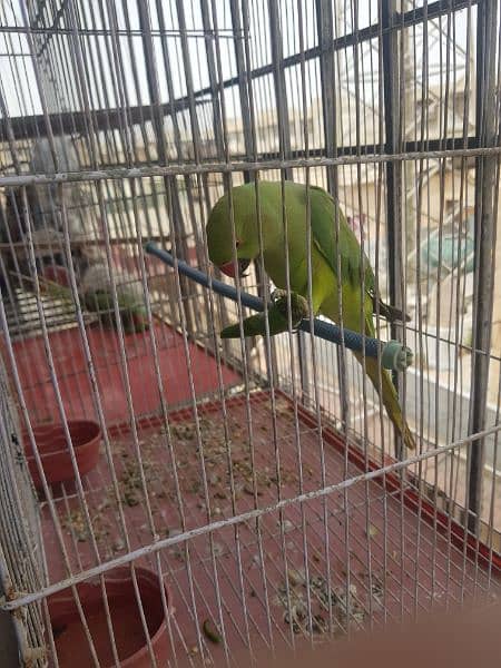 green handtamed talking parrot for sale. . . 5