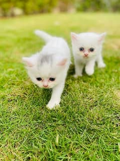 pure persian kittens for sale 0