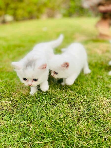 pure persian kittens for sale 1