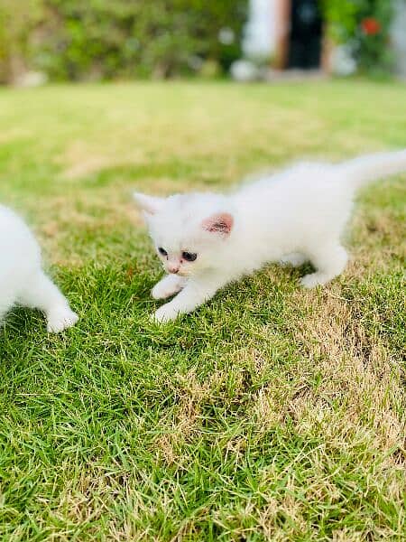 pure persian kittens for sale 3
