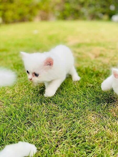 pure persian kittens for sale 4