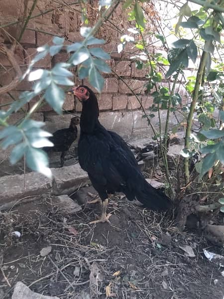 aseel  chick  for  sale urgent   one pice  1800 1