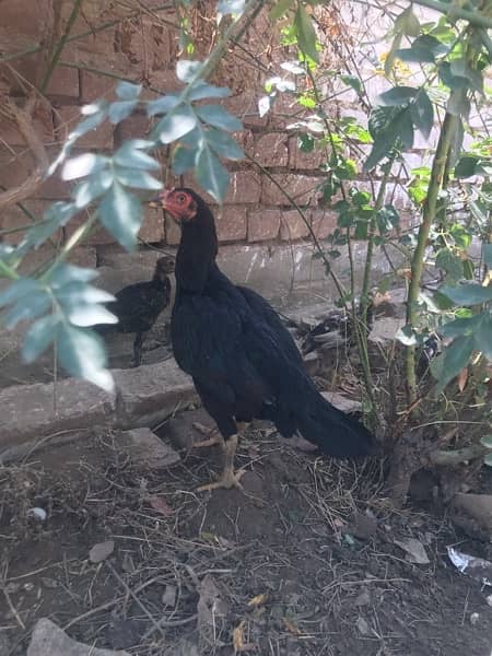 aseel  chick  for  sale urgent   one pice  1800 2