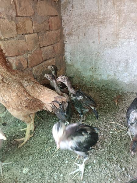 Aseel chicks.  ( 03109052335 whatsapp) 5