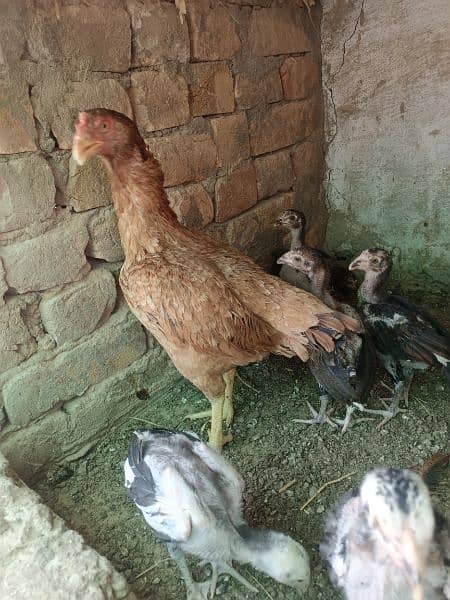 Aseel chicks.  ( 03109052335 whatsapp) 8