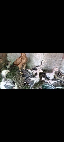 Aseel chicks.  ( 03109052335 whatsapp) 9