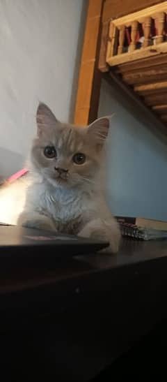 Very beautiful Persian cat 0
