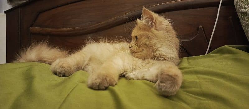 Very beautiful Persian cat 1