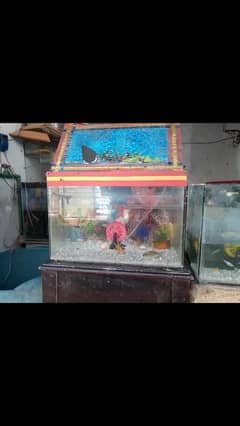 fish aquarium with decoration