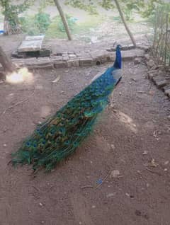 Peacock for sale 0