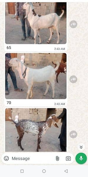 dono bakry for sale hy 2