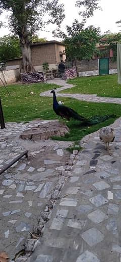 peacocks pair