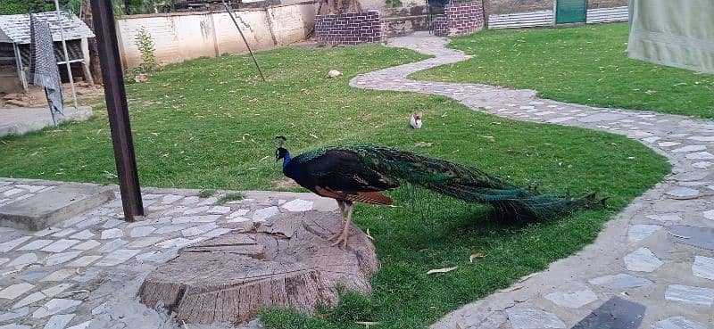 peacocks pair 2