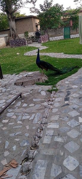 peacocks pair 4