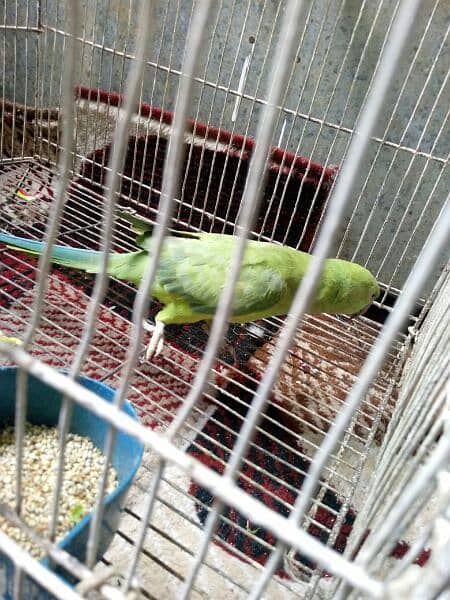 ringneck female brider 7