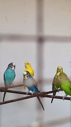 Australian Budgie Parrots 3 pairs and 1 pair of Finches