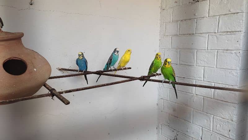 Australian Budgie Parrots 3 pairs and 1 pair of Finches 1