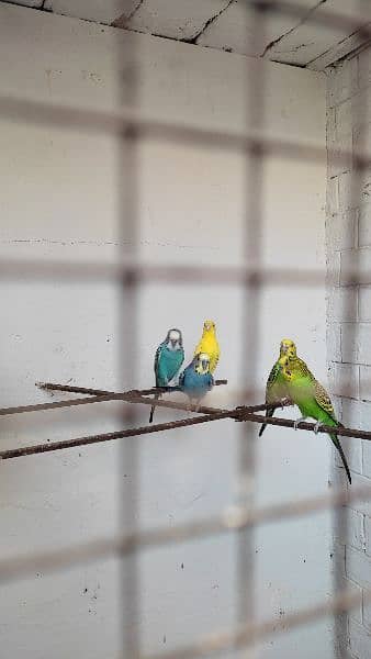 Australian Budgie Parrots 3 pairs and 1 pair of Finches 2
