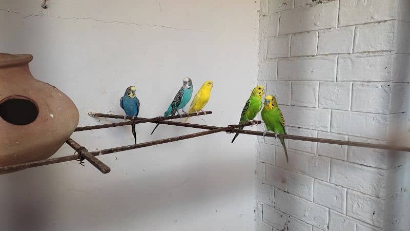 Australian Budgie Parrots 3 pairs and 1 pair of Finches 4