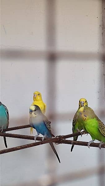 Australian Budgie Parrots 3 pairs and 1 pair of Finches 5