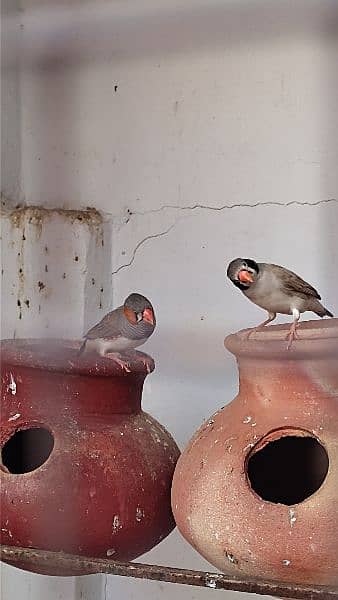 Australian Budgie Parrots 3 pairs and 1 pair of Finches 6