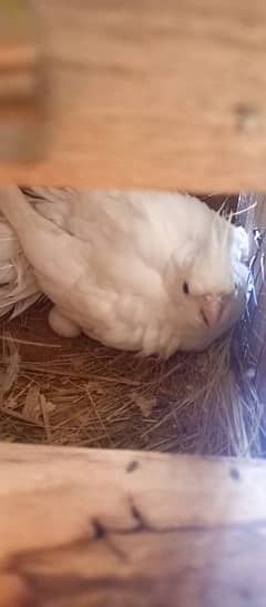 Cockatiel fresh and healthy pair