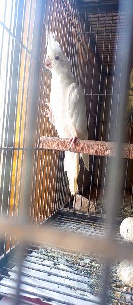 Cockatiel fresh and healthy pair 2