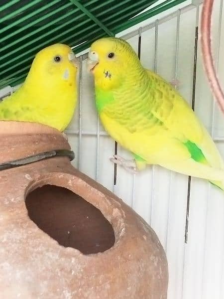 one Australian breeder  pair and one female 1