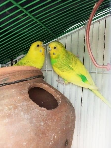 one Australian breeder  pair and one female 2