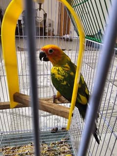 SUN CONURE  ADULT MALE WITH DNA