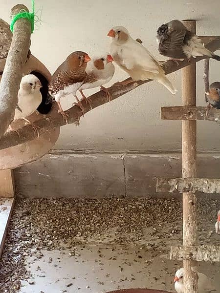 mutation finches for sale ready to breed 2