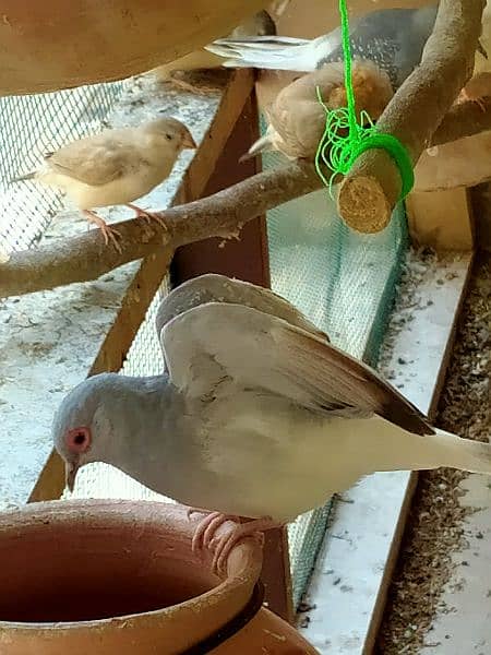 mutation finches for sale ready to breed 3