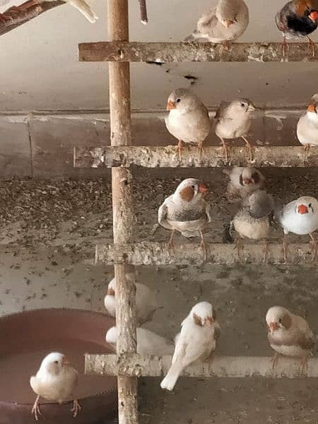 mutation finches for sale ready to breed 4