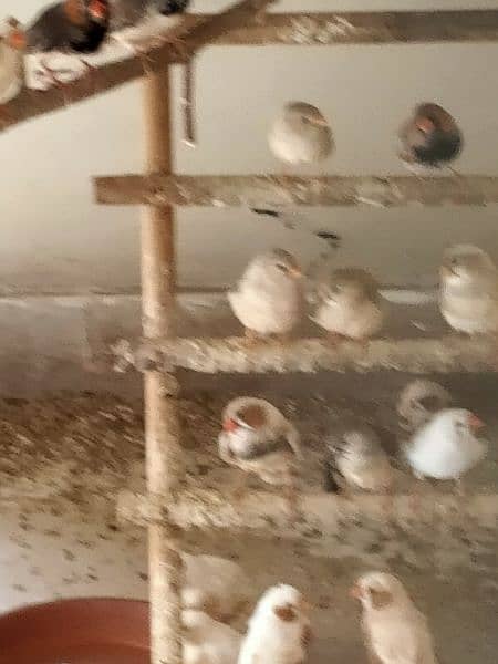 mutation finches for sale ready to breed 6