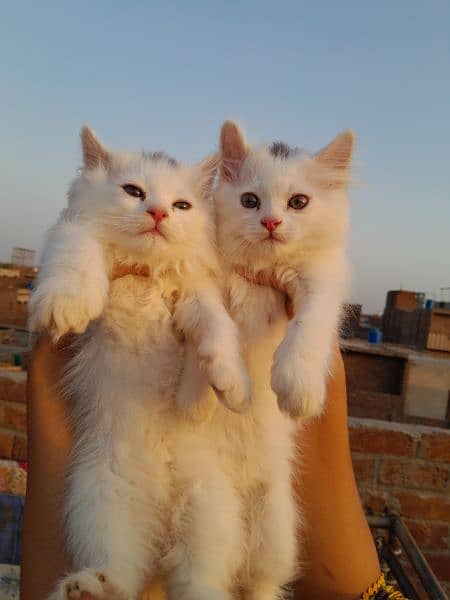 Punch Face Tripple Coat Kittens 5