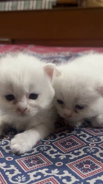 Persian Kitten for sale of age 1 month 2