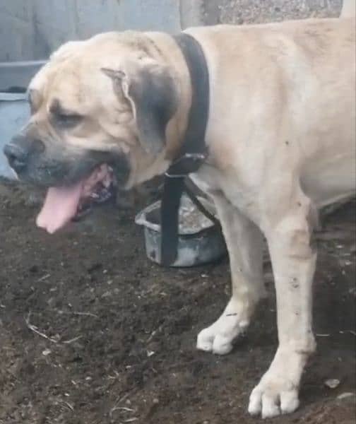 Neapolitan Mastiff male available for sale in Karachi 3